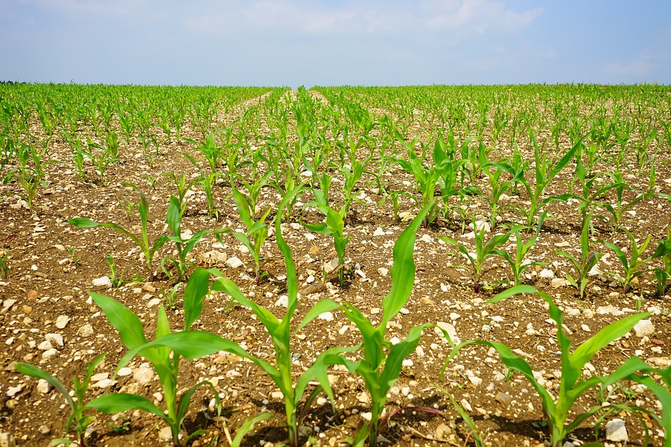Maize field